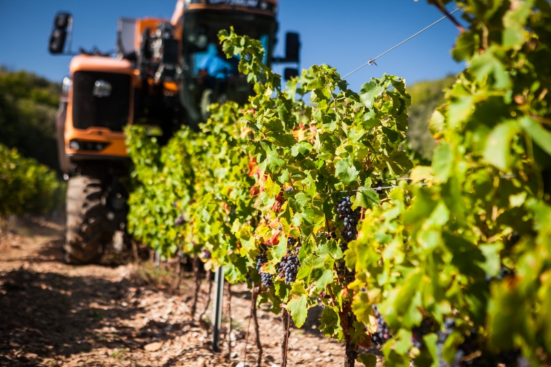 agriculture viticulture